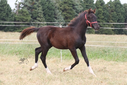 RO Icaro